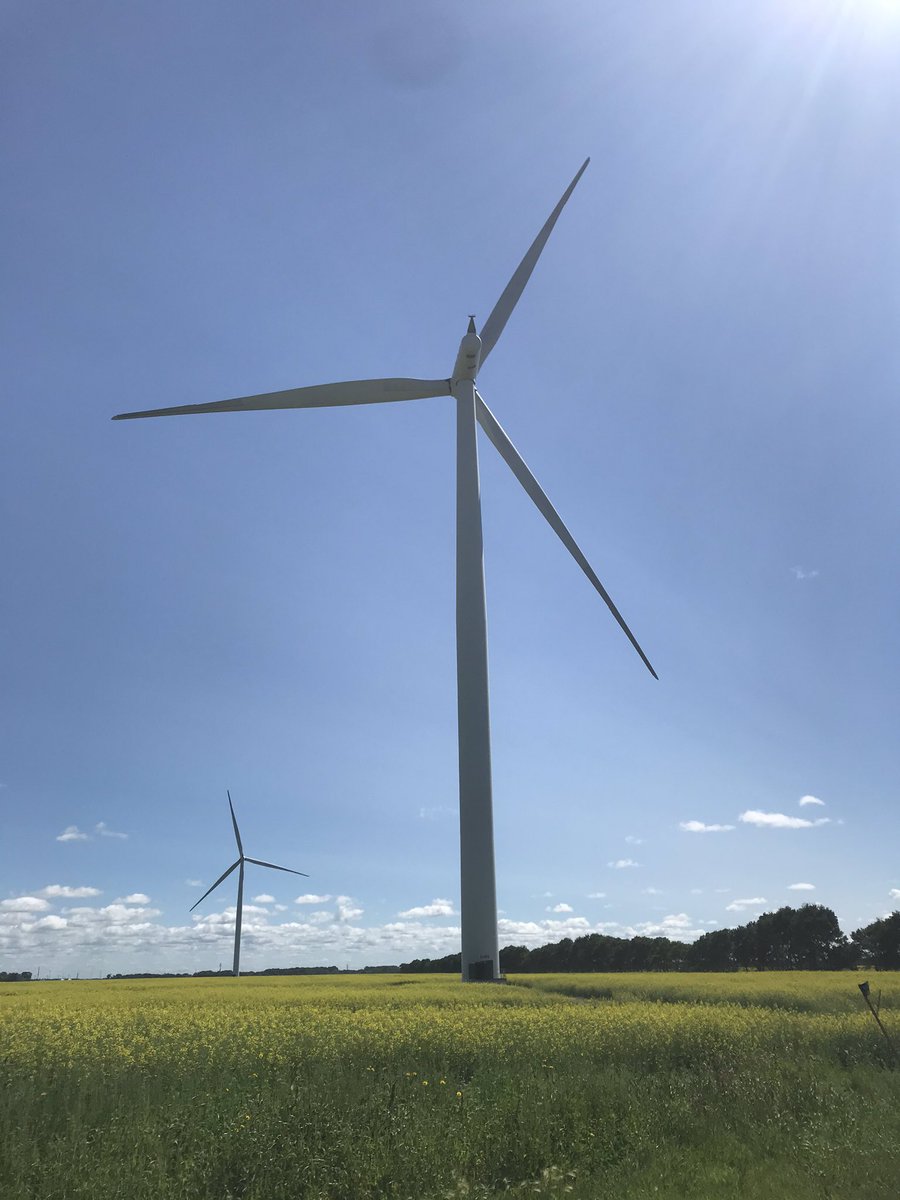 The windmills are quiet today.  #canola  #Letellier