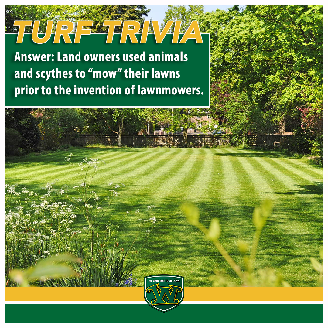 Land owners used animals and scythes to "mow" their lawns prior to the invention of lawnmowers. Did you guess right? #TurfTrivia #lawncare #wecareforyourlawn