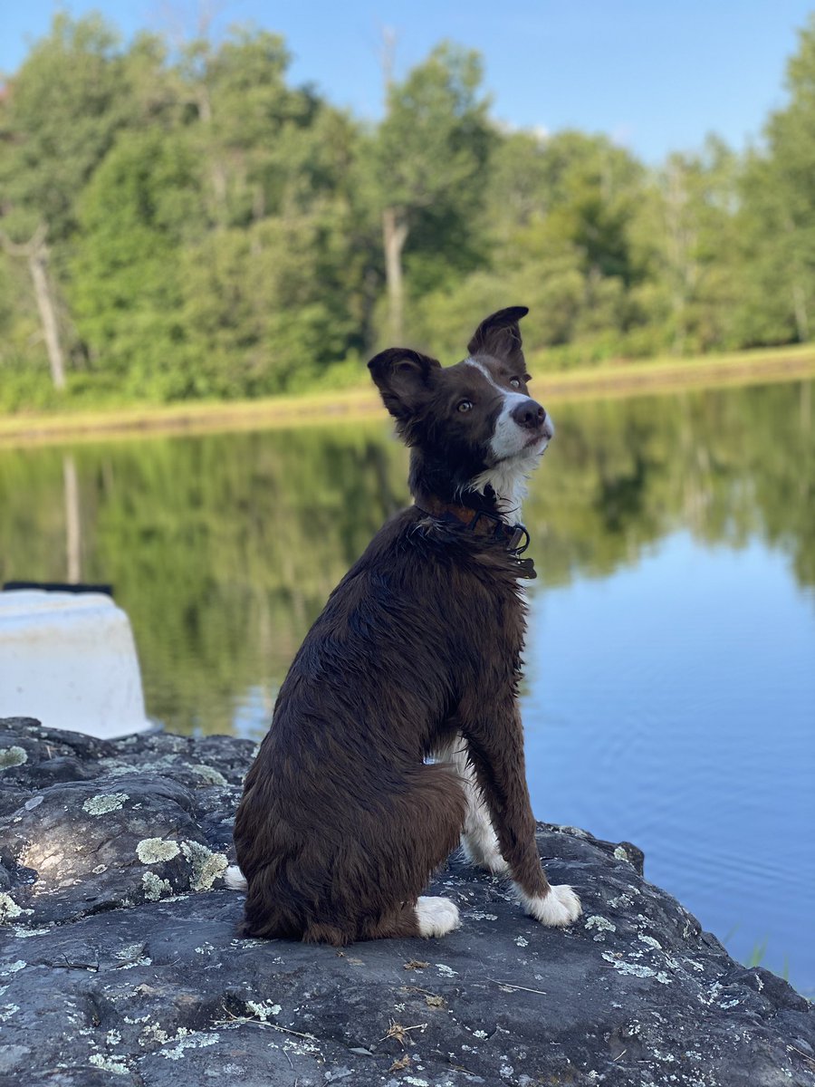 CStaroba's tweet photo. I have the cutest dog ever 🥺❤️ https://t.co/17LeTPGLZO