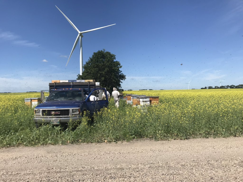 Busy with the bees. I tried to get closer but they were swarming!