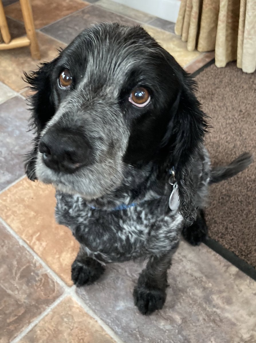 Justdreamingof's tweet photo. Seeing this lil guy over the weekend was definitely a highlight.
I miss my own boy, but M has been my “adopted” boy whenever I’m with him, and is never far from my side when I’m around. You just can’t beat the welcome you get from a dog you love 💙
#NotEvenBiased #TheBestBoy https://t.co/V5twgx0P9V