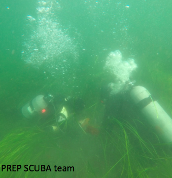 Eelgrass is declining throughout coastal systems in the northern hemisphere, where monitoring can be a challenge due to cold waters and storms and require specialized training, like SCUBA. New monitoring methods are needed, like underwater video-monitoring!  @PREPCommunity