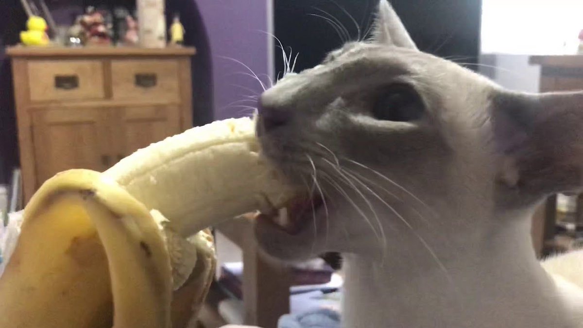  ⓒÃ𝐭 в𝐀ภ𝔸ภ   -𝐚 тｈⓡ𝕖άᵈ- 