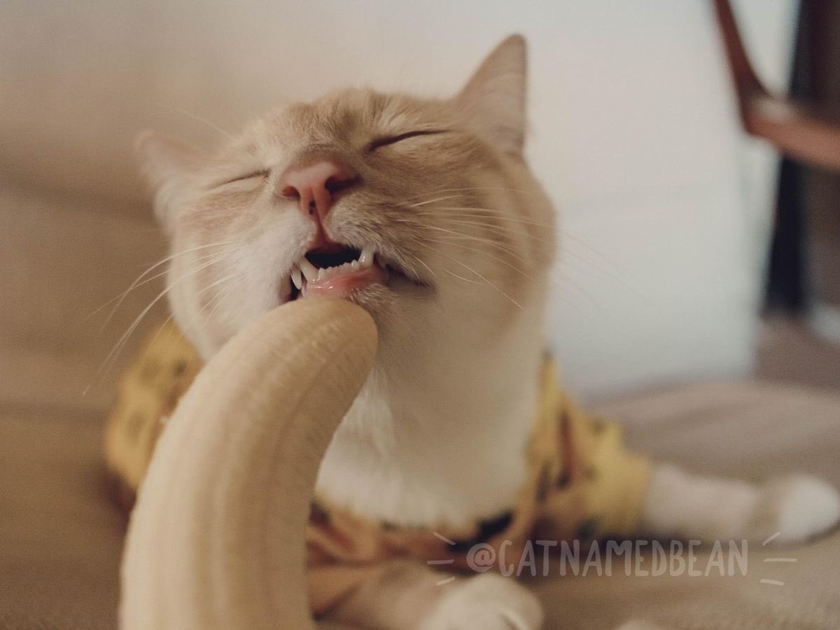  ⓒÃ𝐭 в𝐀ภ𝔸ภ   -𝐚 тｈⓡ𝕖άᵈ- 