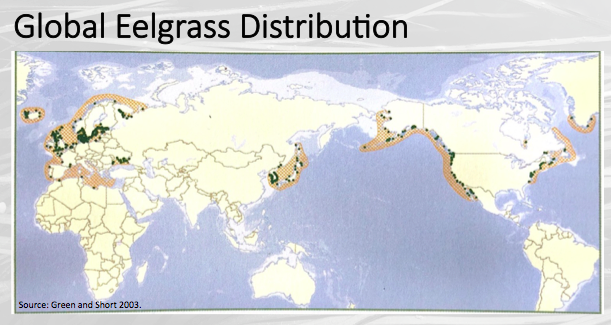 Eelgrass provides essential forage and habitat for fish and other coastal marine species, nutrient and sediment capture which improves water quality, carbon storage, and dampens wave energy which reduces erosion. Changes in its health can predict other coastal ecosystem changes.