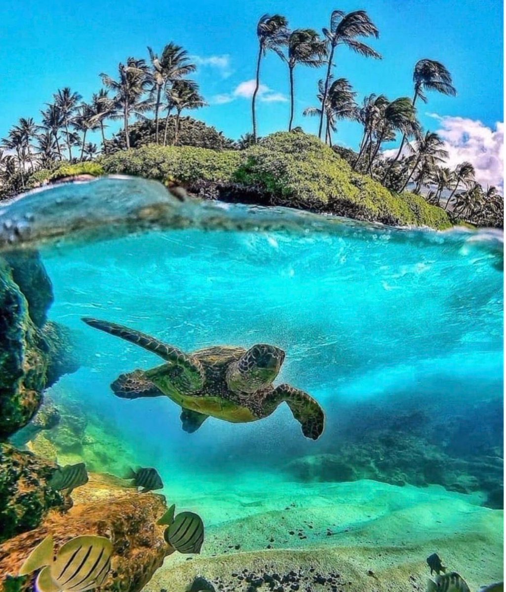 When it comes to marine biology, the Bahamian islands are at the top of scientists lists of places to visit! From vast coral reefs, deep sea caves &amp; blue holes to the diverse aquatic life known &amp; to be found, Bahamas has just as much adventure under the sea as it does on land!