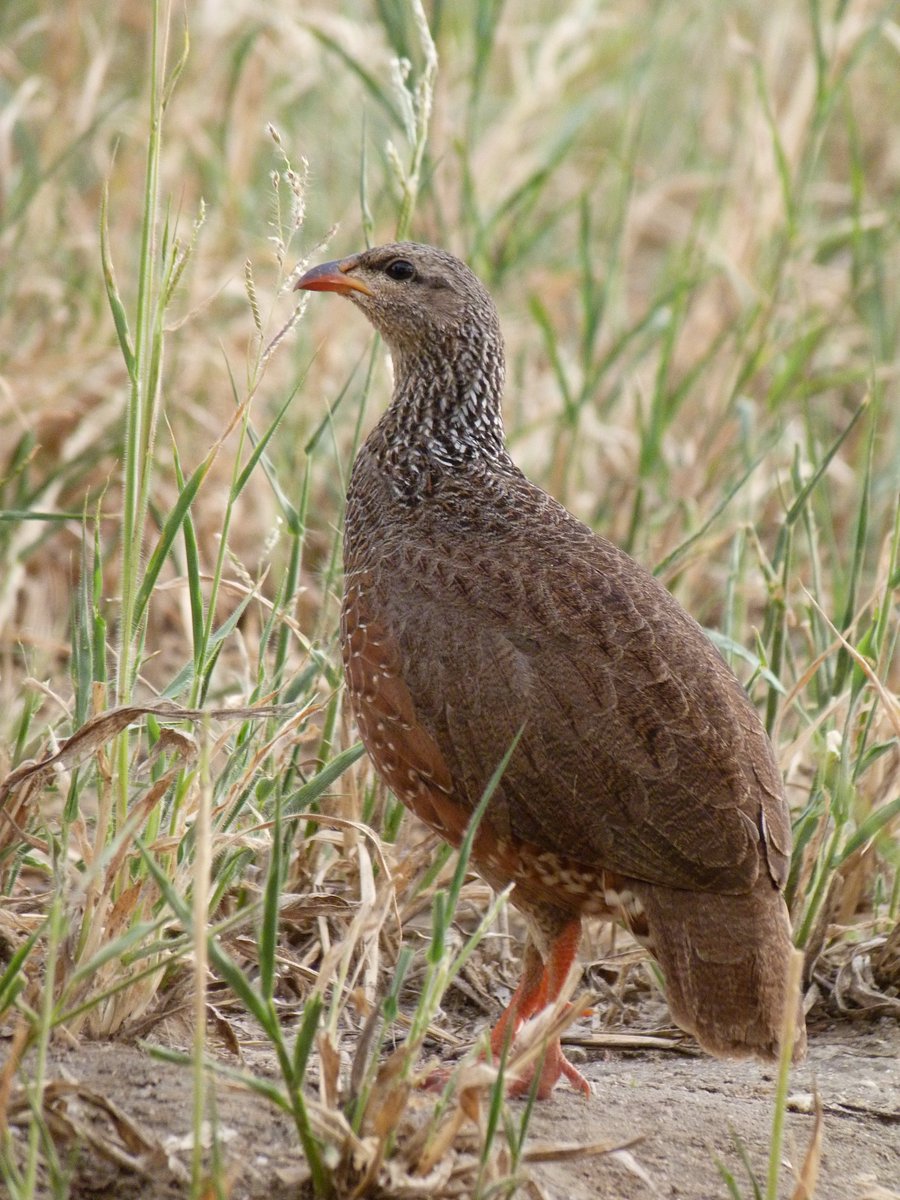 The remaining 4.7 chicks per pair are essentially spare: they'll either starve during the dry season, or (mostly!) will be eaten by something. Having larger clutches than other birds is the key to surviving if you're tasty, but also means sustainable harvests are possible. 4/5