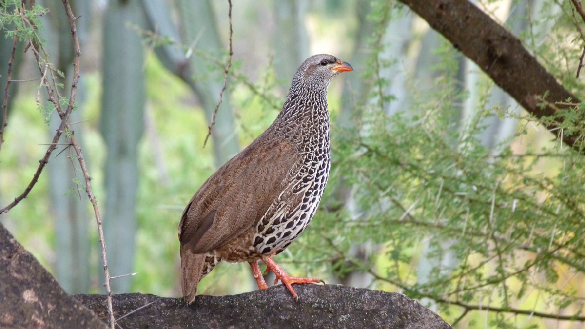 Inspired by the pic earlier, today's  #BirdsAtTea is the Hildebrandt's Francolin. Restricted to East Africa this attractive  #bird is a favourite prey for virtually everything! I've seen them hunted by goshawks, servals & people: so how come they are still common? 1/5  #ornithology