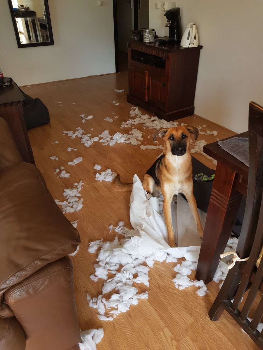 Toch wel leuk een hondje in huis.