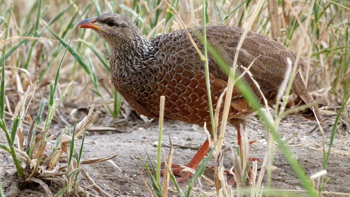 Since everything likes to eat them, the demographics of game birds are well studied. In general, they have relatively large clutches (5-6 eggs for Hildebrant's)  https://birdsoftheworld.org/bow/species/hilfra2/cur/introduction . If adults & chicks all survive, after a year we'd average 7.5 birds. 2/5