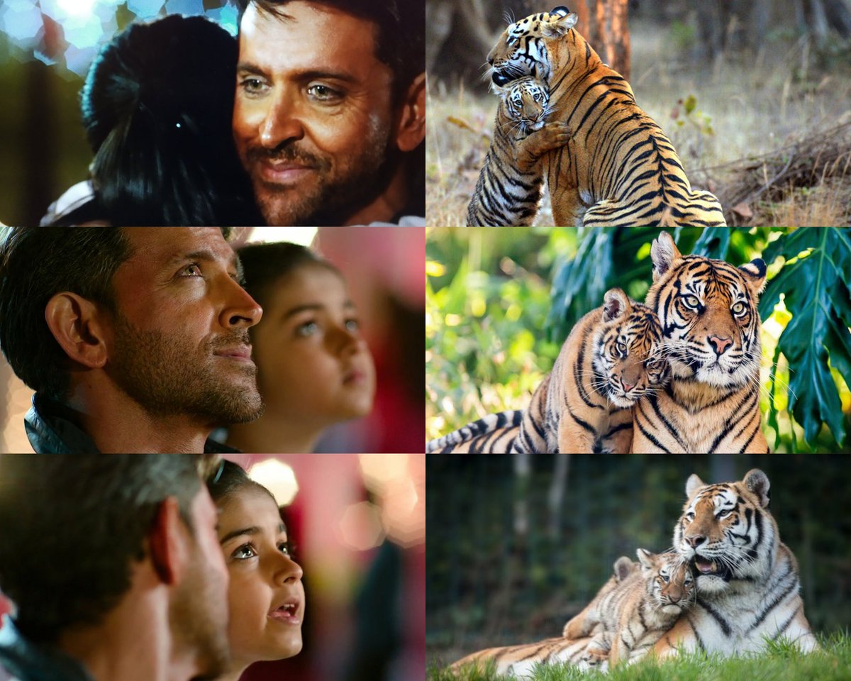 11. Fiercely protective of their cubs and absolutely doting parents - that's what tigers are!