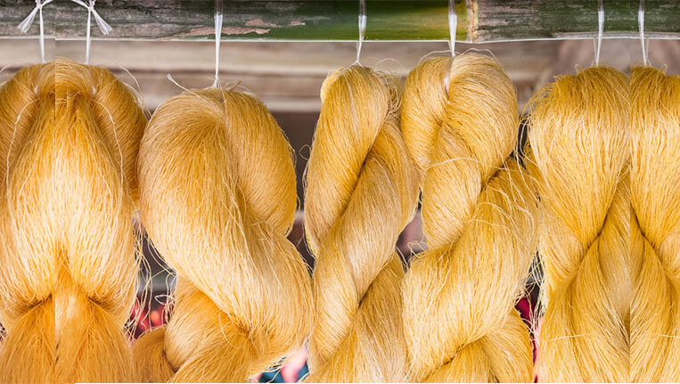Utkarsh84878696's tweet photo. The golden treasure of Assam, which goes by the name Muga Silk is golden in colour and is sold at a high price in the market. It was discovered first time during the Ahom Dynasty in the 13th century.
#NorthEastMatters
@Sarvahitey_NGO 
@CampaignYolo 
@SociallyBlog https://t.co/5NcfBPTCgC