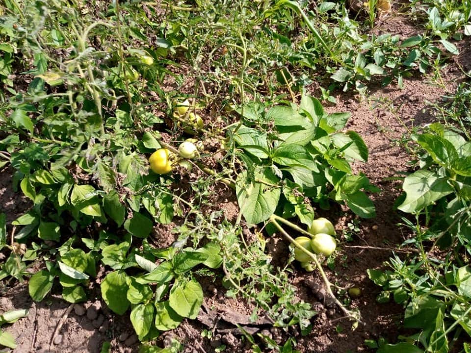 agxfel's tweet photo. This is a Tomato Farm owned by a private client managed and operated by yours truly AgX Farmland Estates Limited.

Call on us, let's help you manage your farm. You don't have to worry about anything, as long as it's planet earth, we'll be there to cultivate your land. https://t.co/rgC8GojRS7