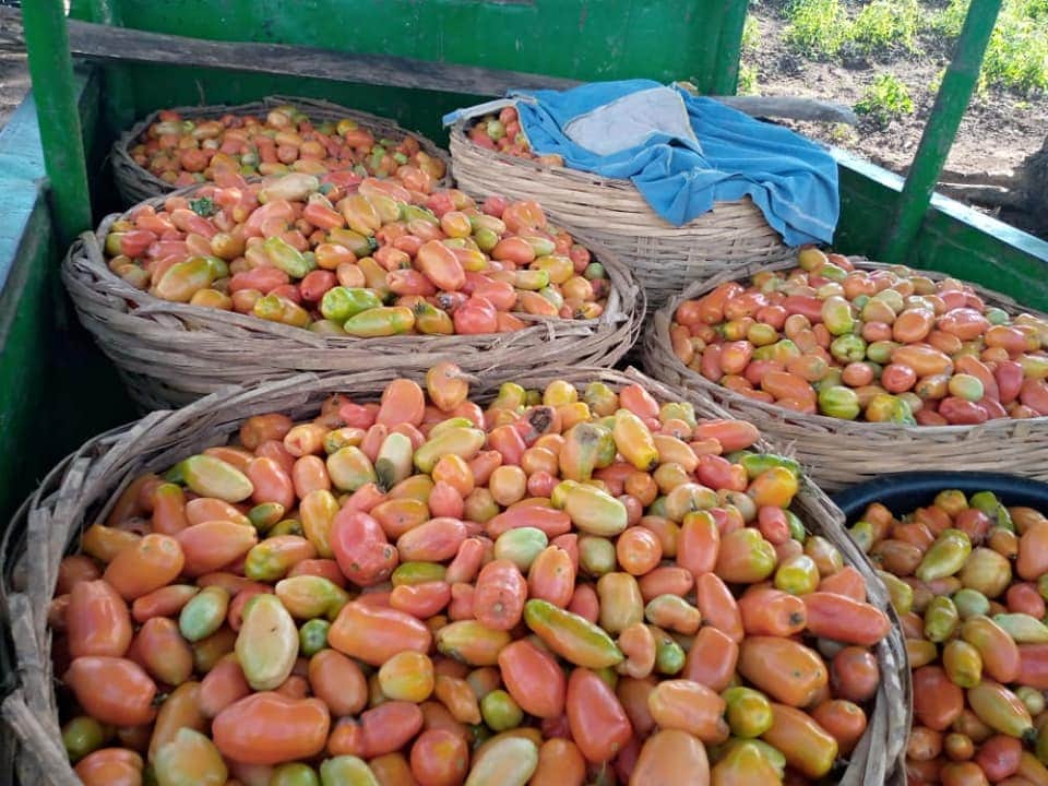 agxfel's tweet photo. This is a Tomato Farm owned by a private client managed and operated by yours truly AgX Farmland Estates Limited.

Call on us, let's help you manage your farm. You don't have to worry about anything, as long as it's planet earth, we'll be there to cultivate your land. https://t.co/rgC8GojRS7