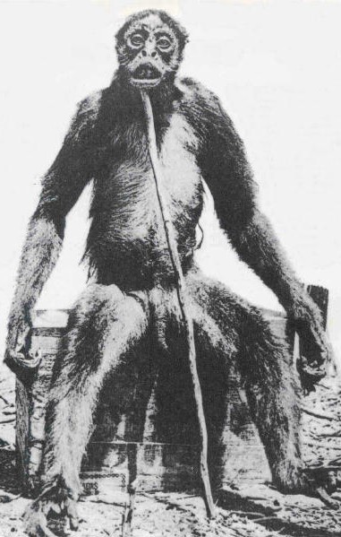 Let’s look at another famous ‘mystery animal’ image. This time the 'de Loys ape' photo of 1920(ish), taken in the Catatumbo River basin of  #Venezuela. You surely know the photo already. But do you know its complicated backstory? Join me as we explore it in this loooong thread…