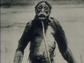 Let’s look at another famous ‘mystery animal’ image. This time the 'de Loys ape' photo of 1920(ish), taken in the Catatumbo River basin of  #Venezuela. You surely know the photo already. But do you know its complicated backstory? Join me as we explore it in this loooong thread…