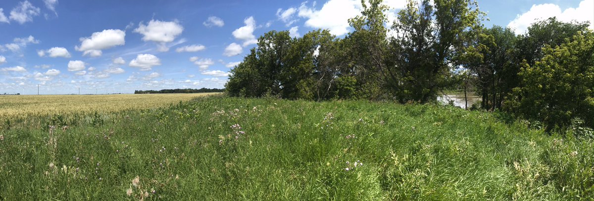Checking wheat beside the mighty Red River!