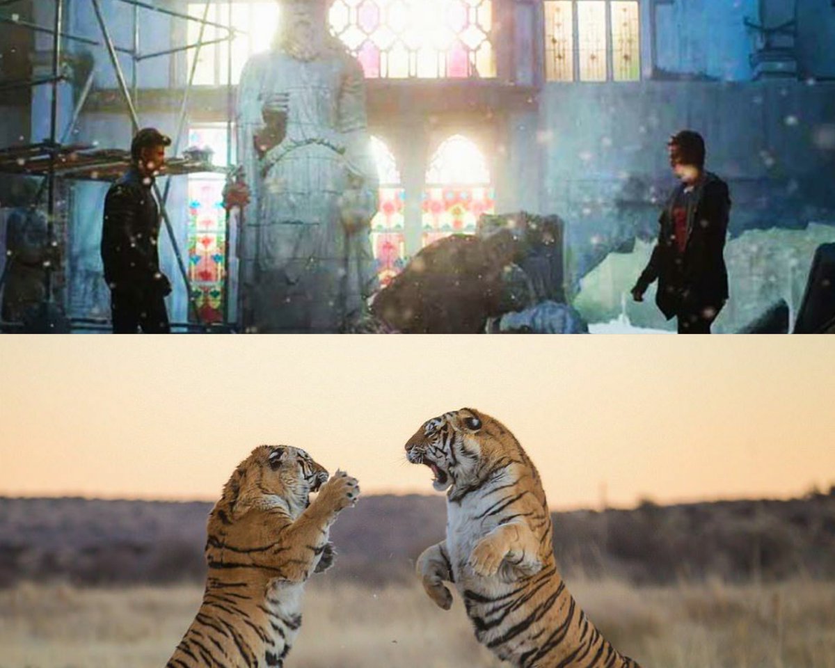 13. A duel between two tigers is always violent and there's only one victor.