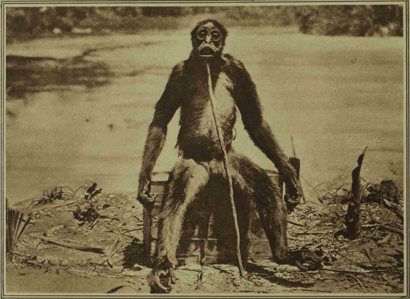 The ‘conventional’ story (the one told by de Loys, most famously in the Illustrated London News of June 15th 1929) on what happened during the expedition is a sad, desperate tale. De Loys and his team did not have a good time in the jungle...