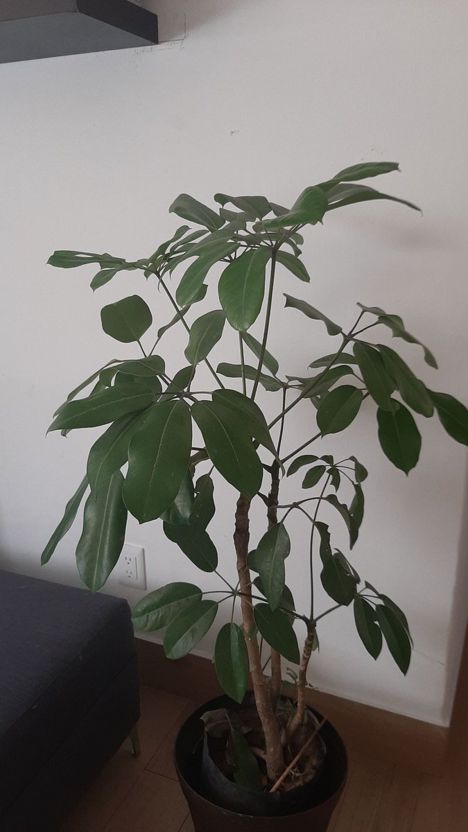 AlexDmora's tweet photo. Hola @wonder_m_r qué le pasa a mi árbol paragüas. Se le están cayendo las hojas.
Cómo se cura. https://t.co/R2t8GNzwx2
