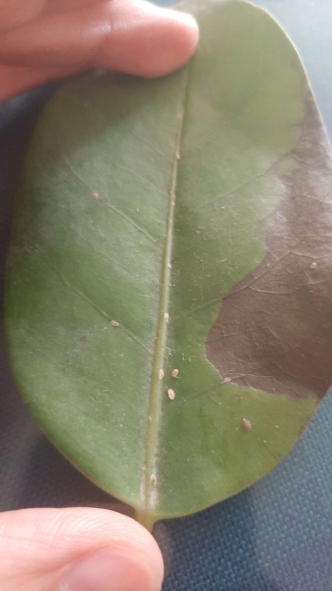 AlexDmora's tweet photo. Hola @wonder_m_r qué le pasa a mi árbol paragüas. Se le están cayendo las hojas.
Cómo se cura. https://t.co/R2t8GNzwx2