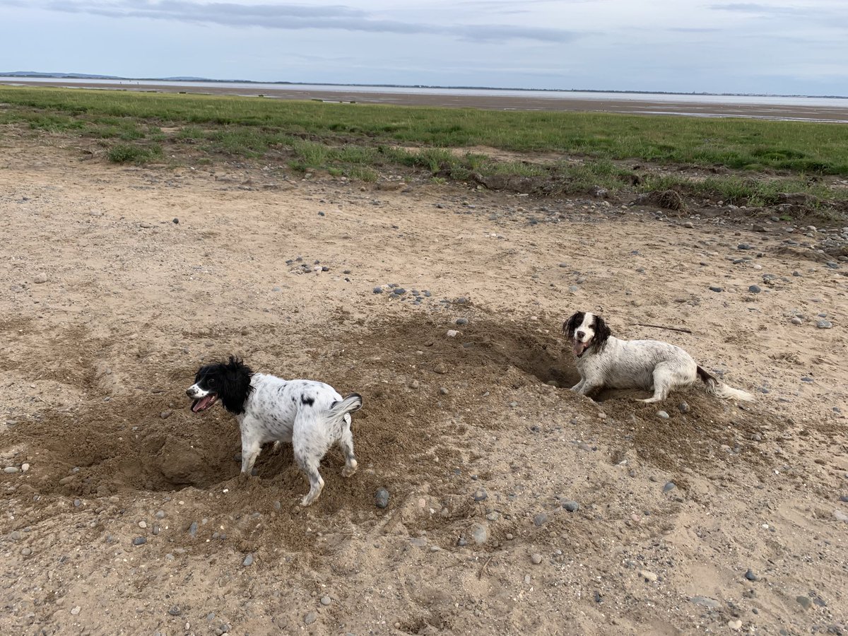 MortgageSusanne's tweet photo. Bobby Garrod and Hollie Lanigan #Springerfun #hole #digging #springerspaniel #lytham #doingwhatspringersdo @MatthewGarrod5 @AdamLanigan https://t.co/A00ed43RBM