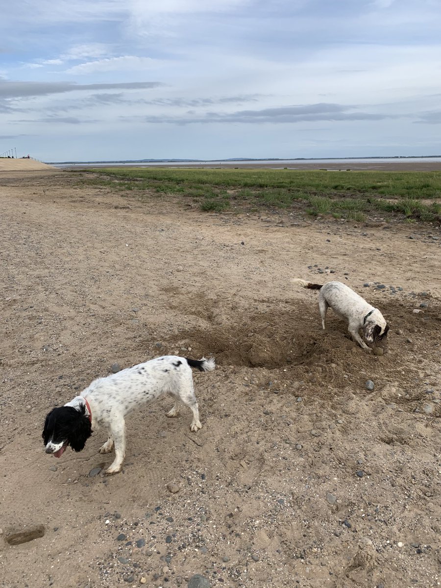 MortgageSusanne's tweet photo. Bobby Garrod and Hollie Lanigan #Springerfun #hole #digging #springerspaniel #lytham #doingwhatspringersdo @MatthewGarrod5 @AdamLanigan https://t.co/A00ed43RBM