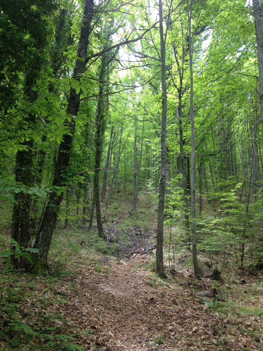 botanicambroz's tweet photo. En #Ambroz, se lleva practicando el #shinrin yoku (baños de bosque en japonés) desde siempre sin saber su nombre. Gracias a @proyectoexea por traernos estas tentaciones literarias.Un simple paseo por los bosques le cambia el estado de ánimo a cualquiera.Sobra cemento en lo urbano https://t.co/bYBNvWzTsn