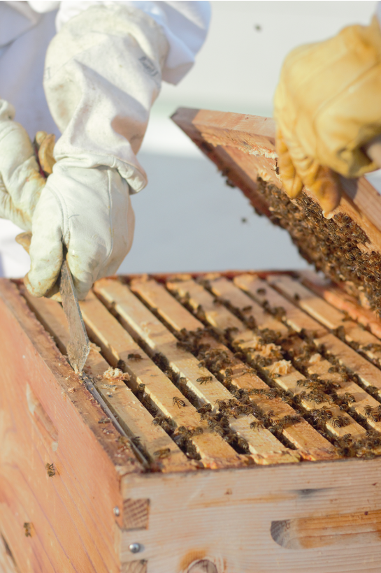 Bee's have jobs. Female bees maintain and clean the hive, care for the larvae, build cells, tend to the queen, store honey, forage, pollinate, and guard the nest. The male bee's only goal is to reproduce. The queen produces larva and can decide the sex of its larva.