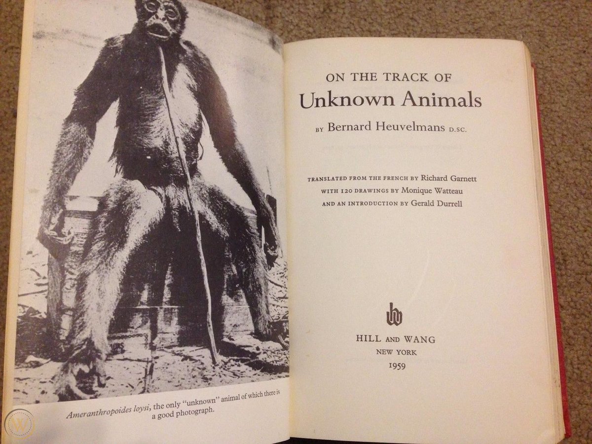 The most influential of these writings were those of so-called Father of  #Cryptozoology Bernard Heuvelmans, who covered the case in his 1958 book On the Track of Unknown Animals and even featured the ameranthropoid as the frontispiece in the first edition.