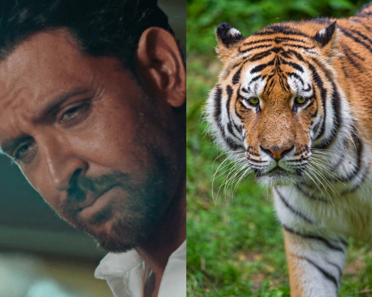 14. Lastly, NEVER make a tiger sad, or mess with a sad tiger, else you're doomed for destruction. 