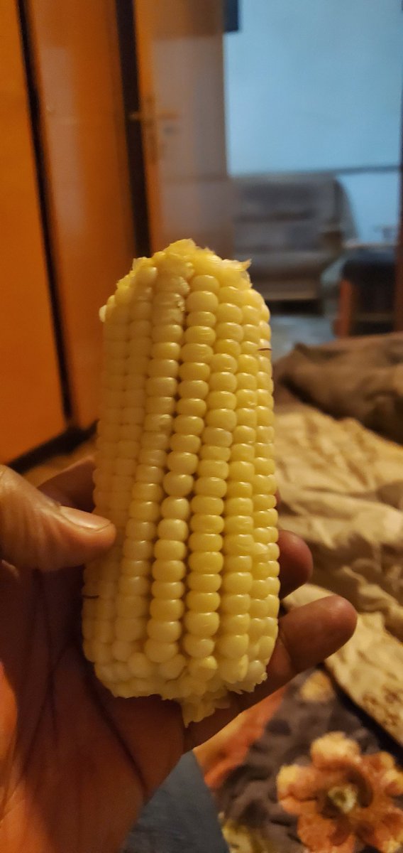 GetachewSS's tweet photo. #Dinner #Bekolo #Corn #EverydayEthiopia https://t.co/RF0BwGpVnF