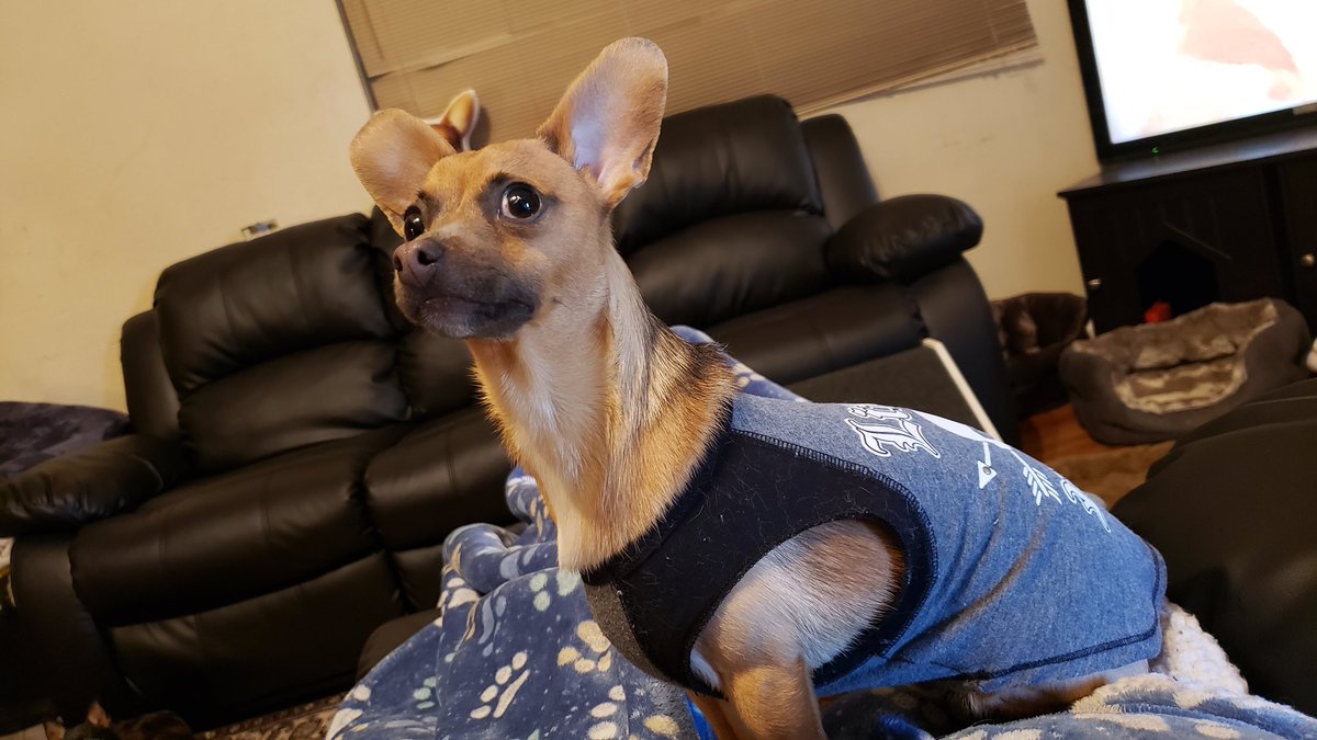 saverumi's tweet image. Dear friends, 

We are at the hospital waiting for Rumi to be brought to us.

Instead, the surgeons come out. On 3rd check of CT scan, they found a shunt. 

Rumi goes into surgery today. He will be cut from penis to ribs.

We are devastated. Driving home w/o Rumi.

Please pray!💕