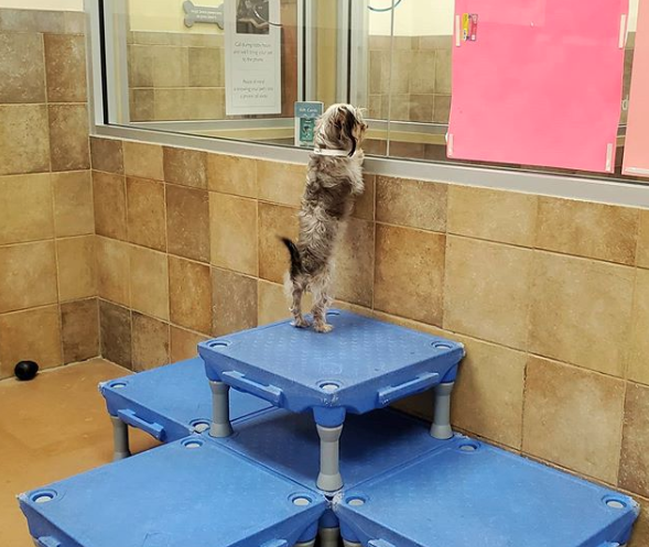 Look at this cutie waiting for you to apply to join #LifeAtPetSmart like …

Apply to join our pack! What better place to share your love for pets than in our stores? Visit the #LinkInBio to learn more.
📸: petsmartpetshotel