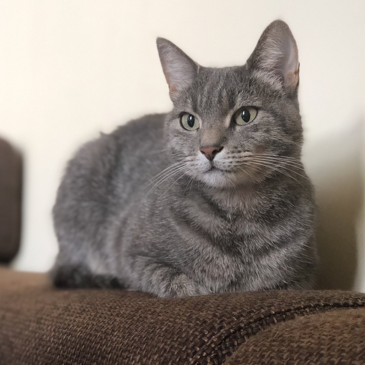 Ze weet dat ze knap is 🥰 #kat #neeltje