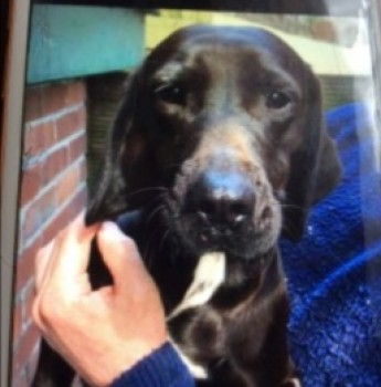 millypod1's tweet photo. 🆘20 JUNE 2020. MOUSE #Lost #ScanMe #STOLEN??
Black Spaniel Cross Female Little Legs
Stowford Farm Meadows #BerryDown #CombeMartin #Ilfracombe North #Devon #EX34 8HQ
SIGHTINGS PLZ ☎️07769310508
https://t.co/dGkpaNsprz https://t.co/6KfE2SY5Fi