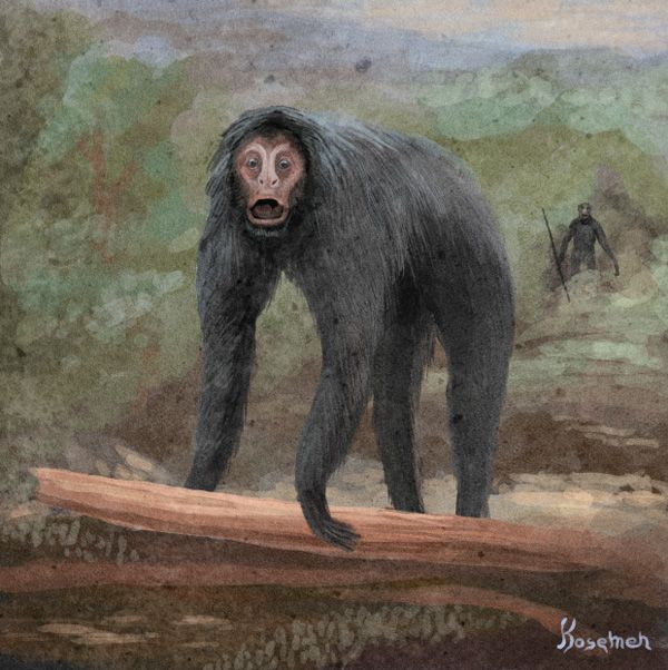 In our 2013 book The Cryptozoologicon, myself,  @thejohnconway and  @cmkosemen had fun with the idea of the ameranthropoid as a real primate. Namely, a terrestrialised, tailless descendant of Protopithecus, able to use tools. This was just an exercise in speculation though.