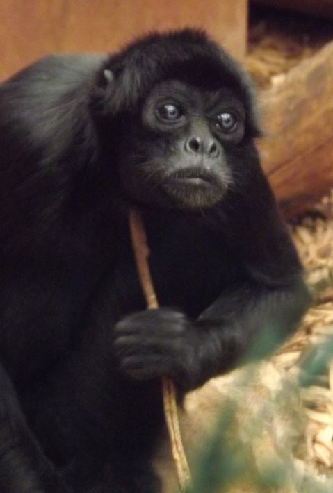 The attached photos (by me) are of captive Colombian spider monkeys...