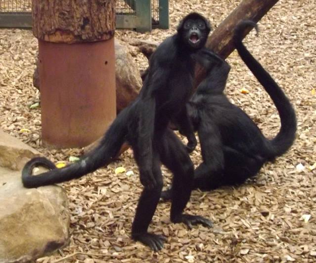 The attached photos (by me) are of captive Colombian spider monkeys...