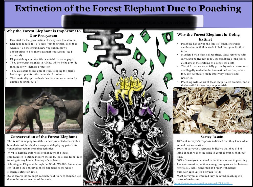 SolisEricka's tweet photo. I need some feedback, thoughts, opinions on this..please and thank you π #extinction #savetheelephants #WildlifeConservation #poaching #CSUBsciComm https://t.co/HebeFCD6hO