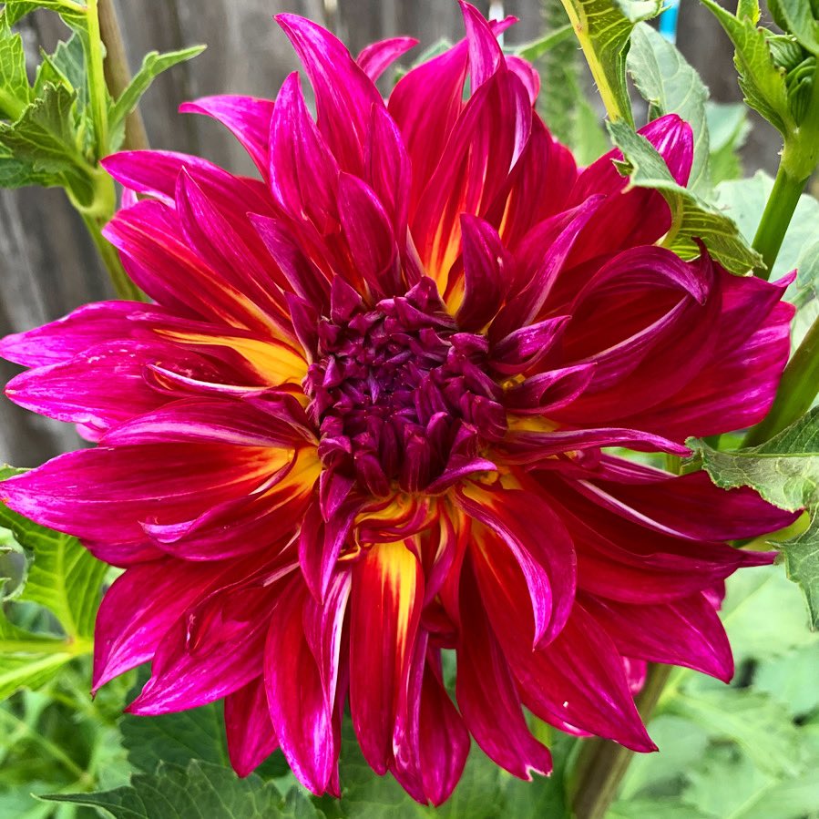 strubels's tweet photo. Raspberry Punch Dahlia...it finally bloomed. I love it! It’s stunning!  7”
#dahlias #raspberry #flowers #summervibes https://t.co/vAsNQlt2Zf