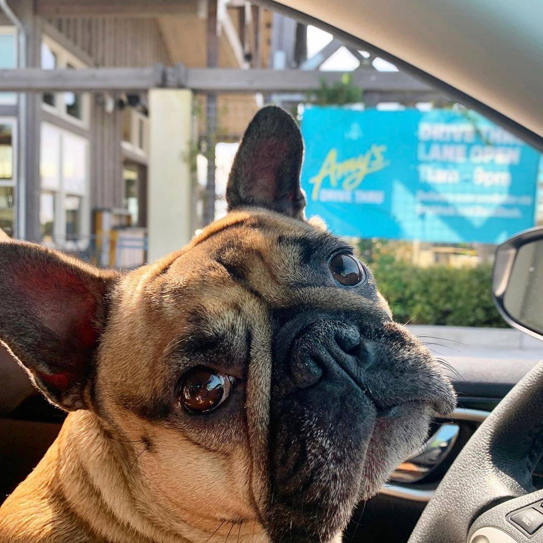 With a face like this, it's hard to say no to french fries! Stop by our Drive Thru lane and treat the pup to a well deserved snack! 🐶🍟
(📷: <a href="/katierose326/">Katie Smith</a>)  #amysdrivethru #dogsoftwitter