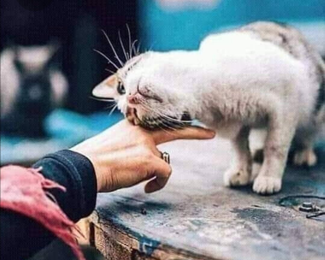 Senden aşağı olana merhamet et ki
Senden üstün olanda,
Sana merhamet etsin

#carsamba