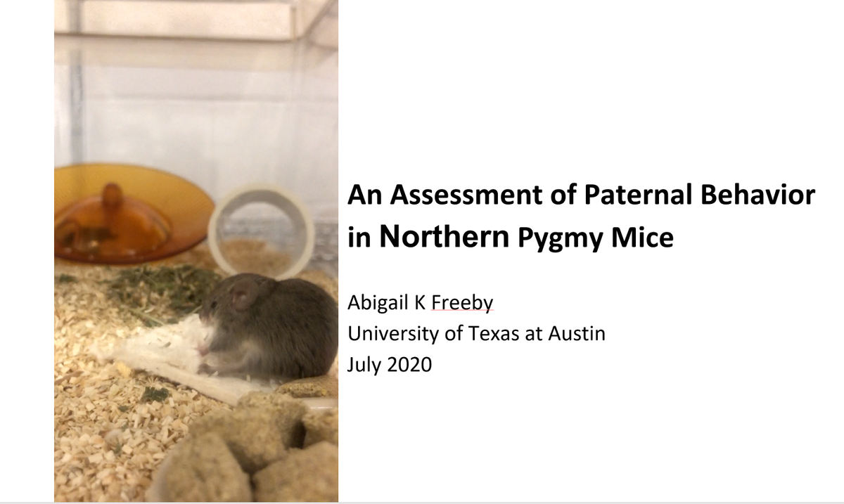 2/3 Abi shows that male #pygmymice contribute to #parentalcare, primarily through #nestbuilding behaviors, a contribution that could be crucial to pup thermoregulation. Abi's a recent grad of @ut_neuroscience. #ABS2020