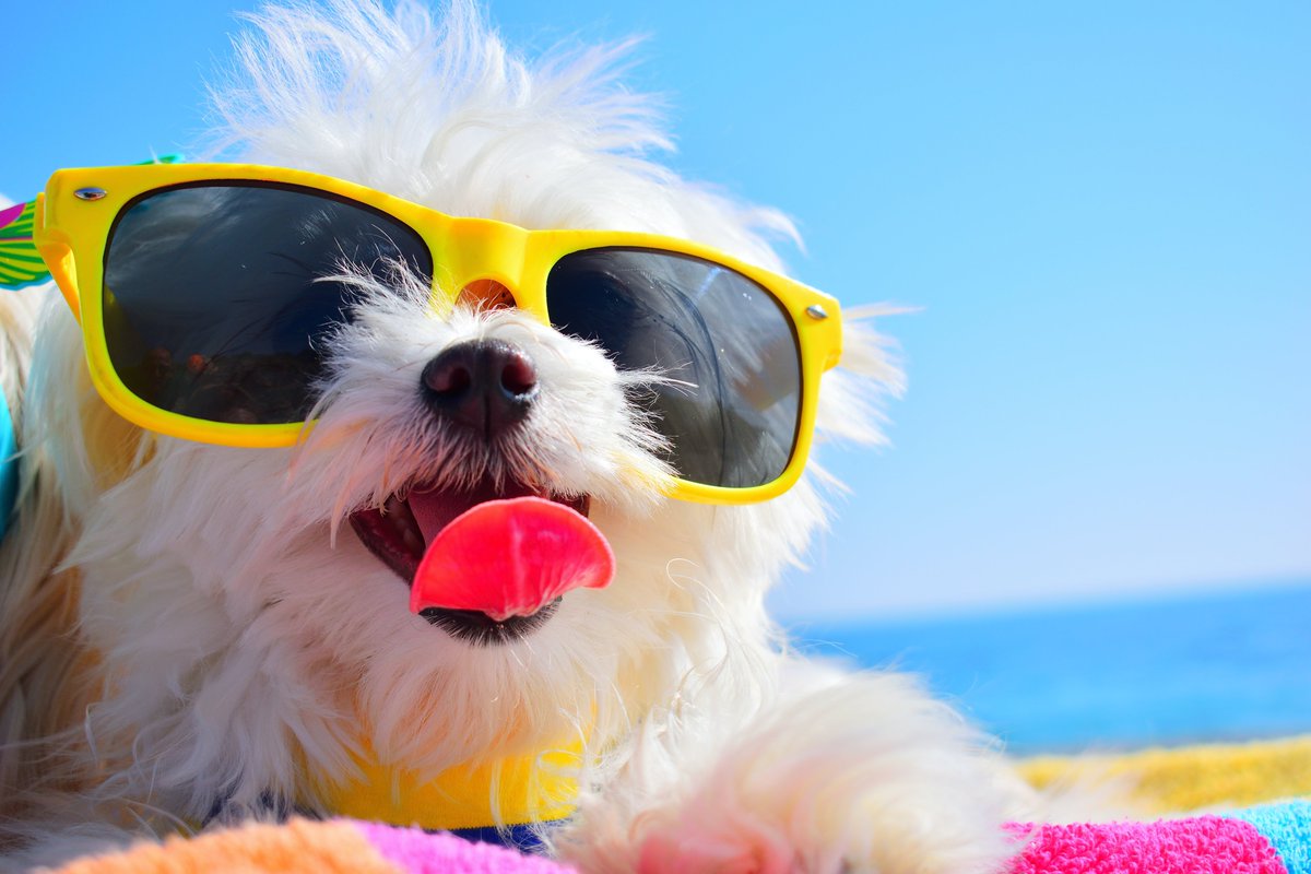 DoctorJiwani's tweet photo. Summer Holiday Closure starting Wednesday July 29th Reopening Thursday August 6th, 2020. For Refills: please purchase online at a https://t.co/yyGofIlj3g which is the website on your supplement bottles. Happy Summer! https://t.co/f5S3xelfiW #summer #naturopathic #foodallergies https://t.co/uvfmftrGT9