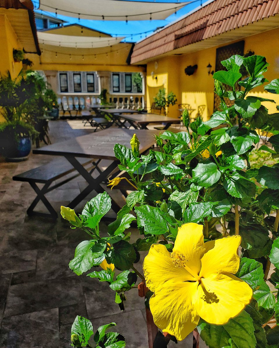 Find your "peace of Greece" on our outdoor dining Roof Garden 🌺

Open daily weather permitting for regular dining and private parties.