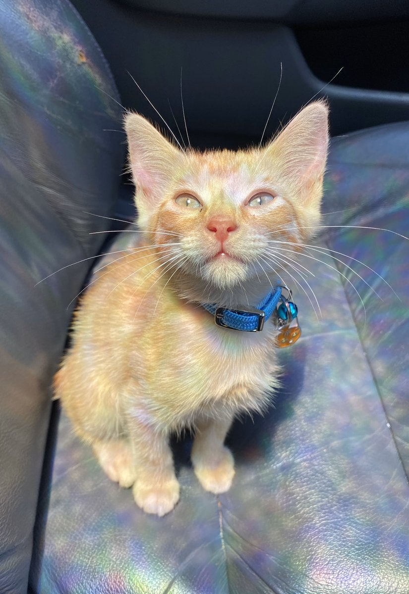 _etherealsouls's tweet photo. he handsome 🥺🐈💙 https://t.co/elZXZkEfzX