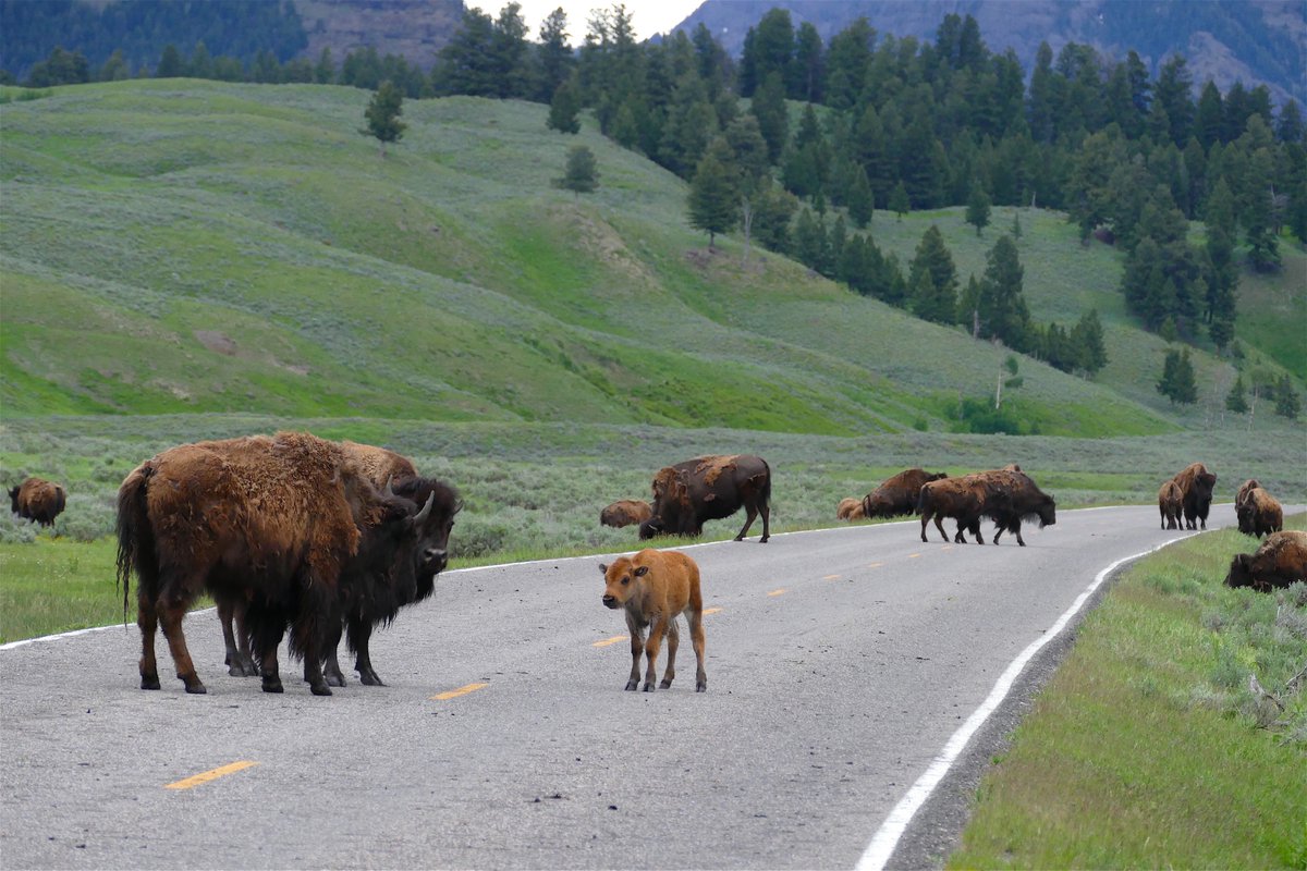 OK so you're back from lunch and you're peaking in on Twitter.Lots talk about critters in the road, not just here in the park but everywhere. I'm going to focus on Bison but seriously they should all command the same respectFirst of all, there's families involvedSlow TF down