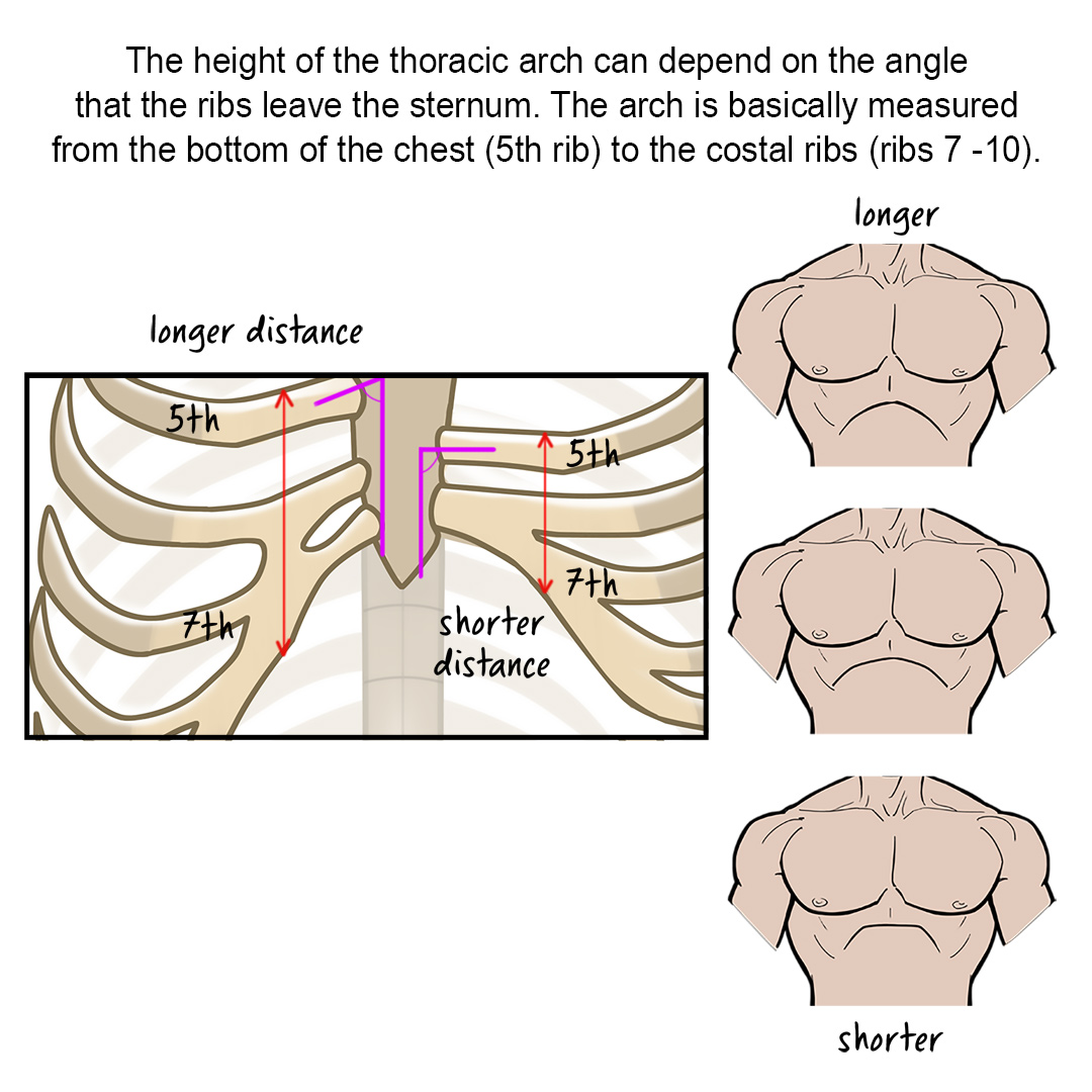 Masters of Anatomy tweet media