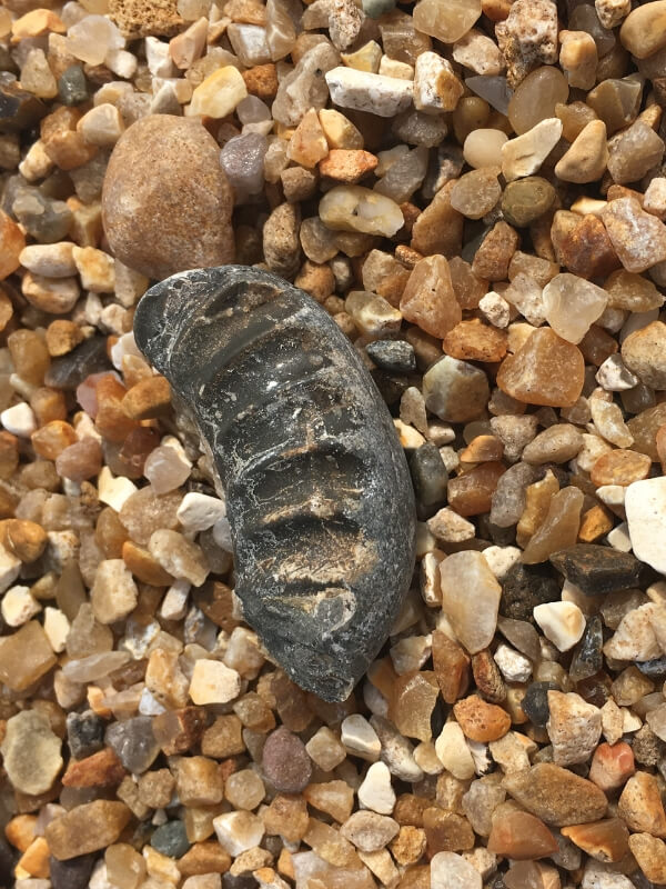 Have you been fossil hunting at Charmouth Beach before? It's such a great beach to find fossils #visitdorset #charmouthbeach #fossilhuntingindorset